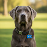 Dog wearing a collar with a 'BLU' tag in a park setting